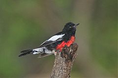 Painted Redstart